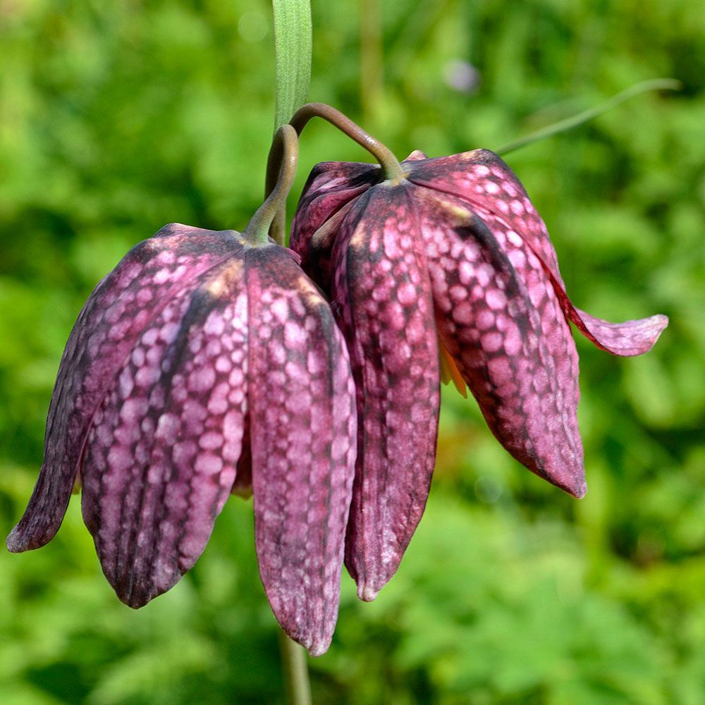 Szachownica kostkowata