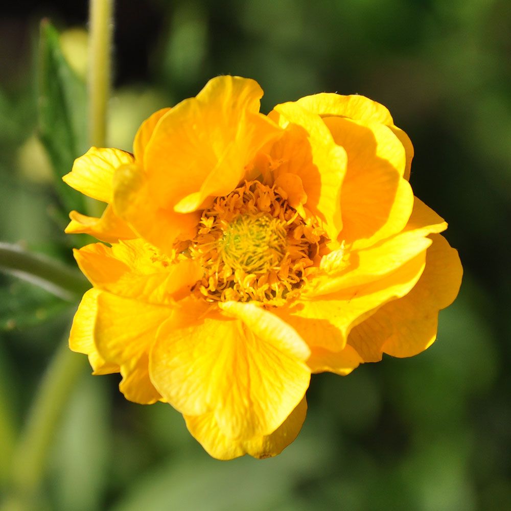 Kuklik szkarłatny 'Lady Stratheden'