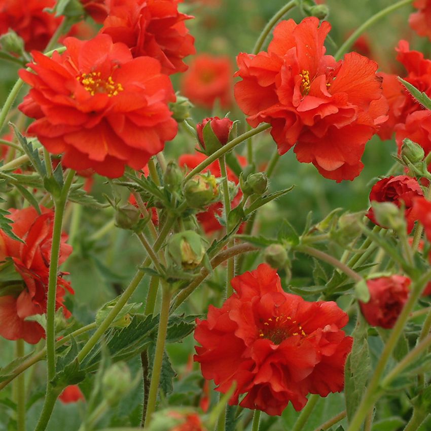 Kuklik szkarłatny 'Red Dragon'