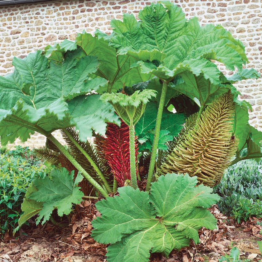 Gunnera olbrzymia
