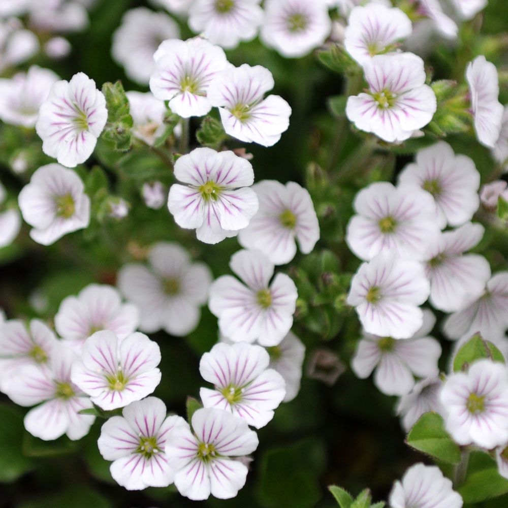 Gipsówka rozesłana