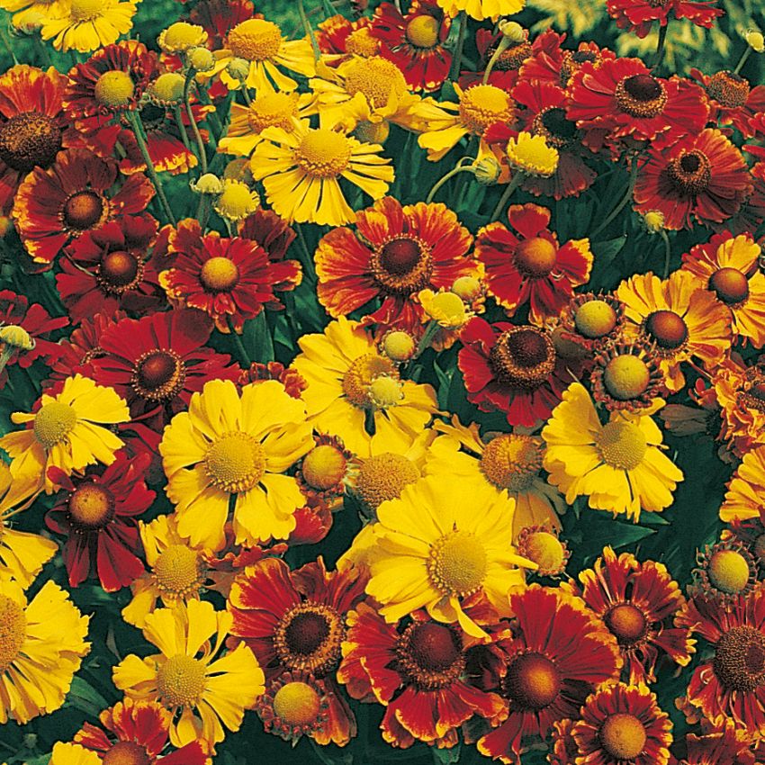 Helenium ogrodowe 'New Hybrids'