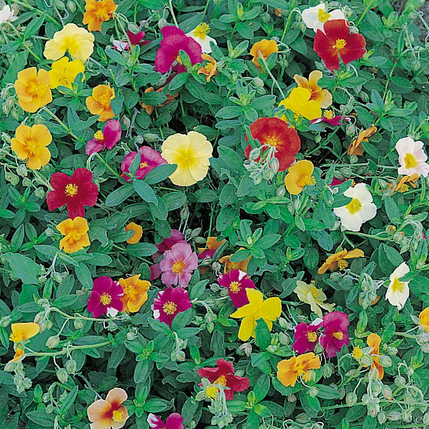 Czystek kreteński 'Mutabile'