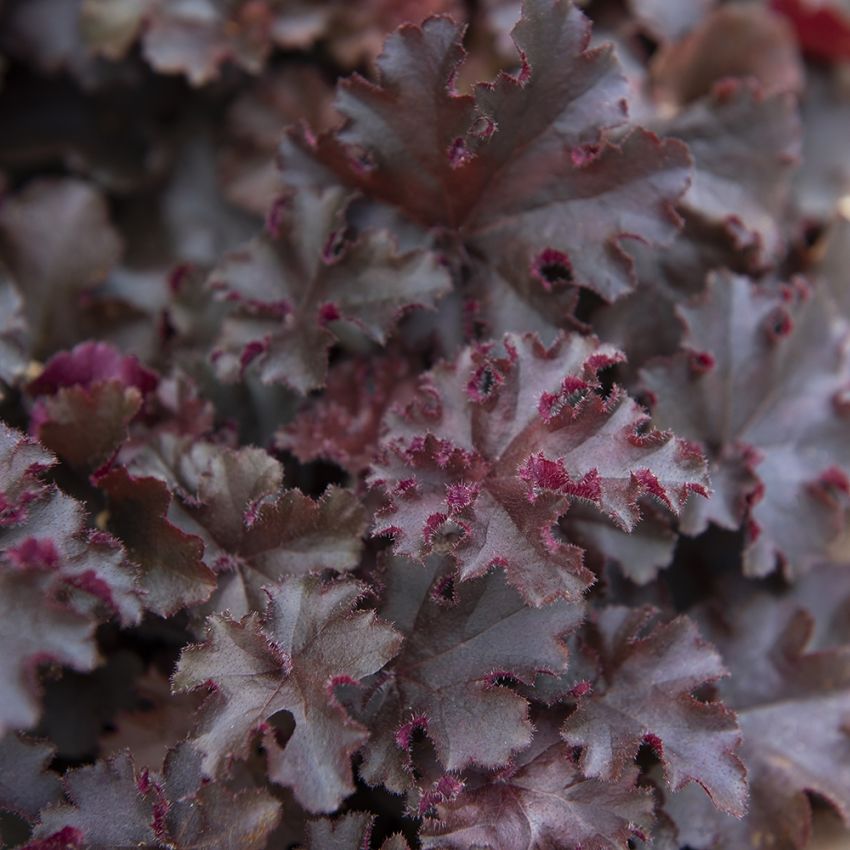 Żurawka 'Melting Fire'