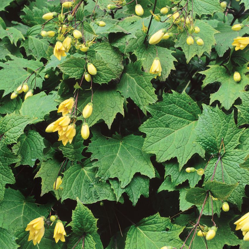 Kirengeszoma dłoniasta