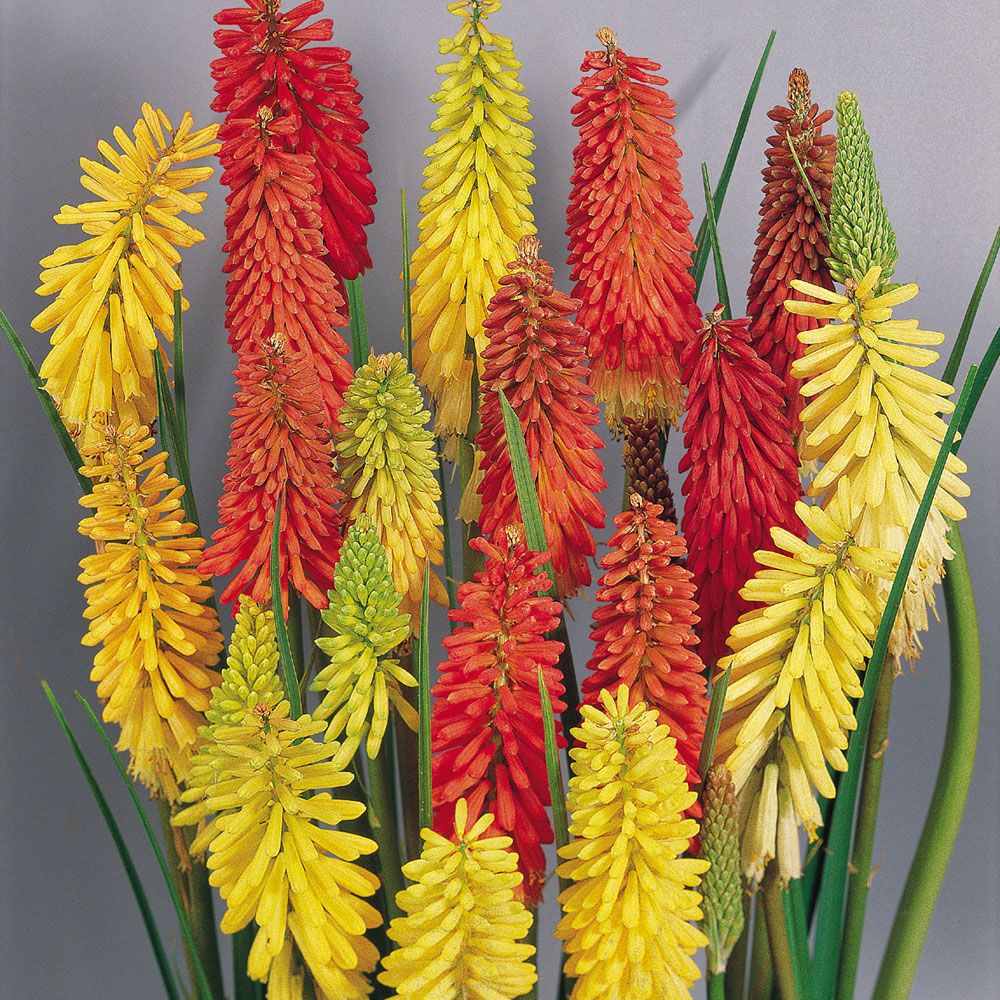 Trytoma groniasta 'Flamenco'