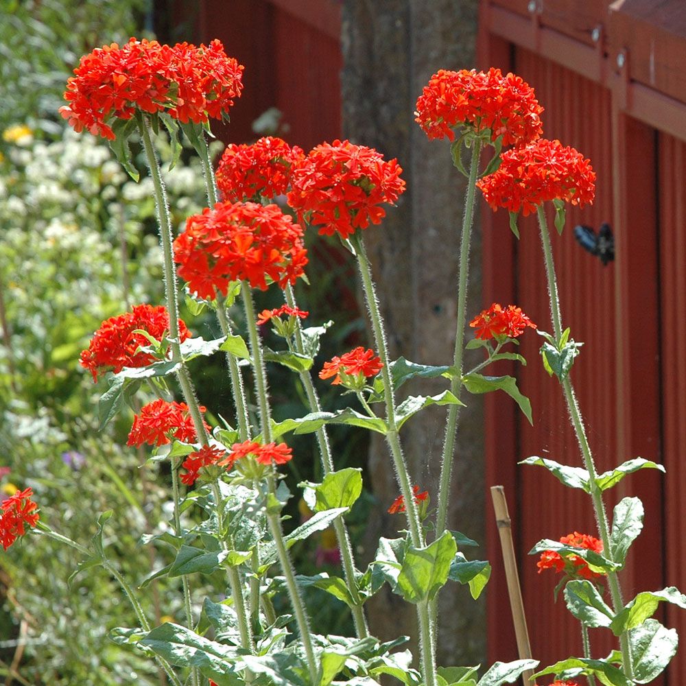 Firletka chalcedońska