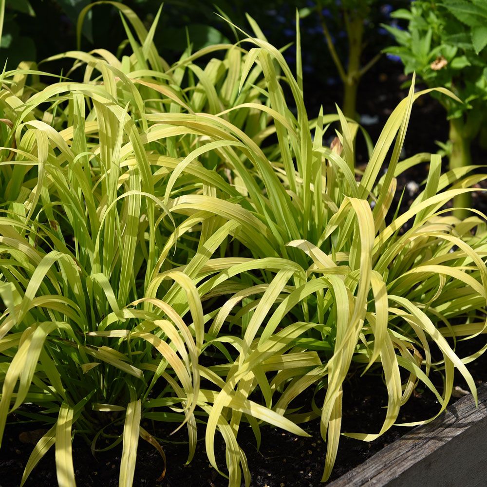 Prosownica rozpierzchła 'Aureum'