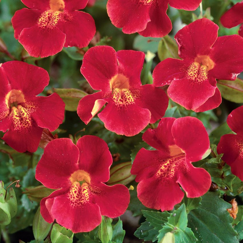 Mimulus ogrodowy 'Red Emperor'