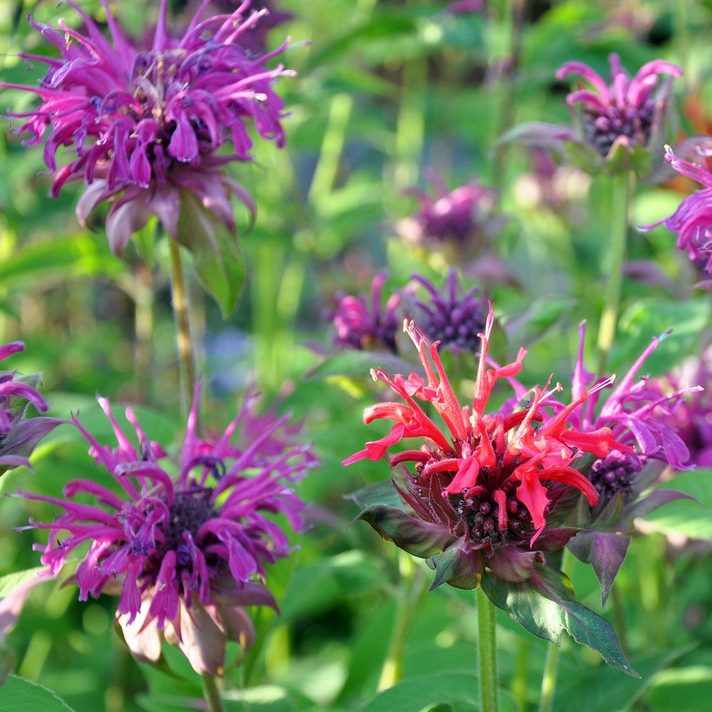 Pysznogłówka dwoista 'Panorama'