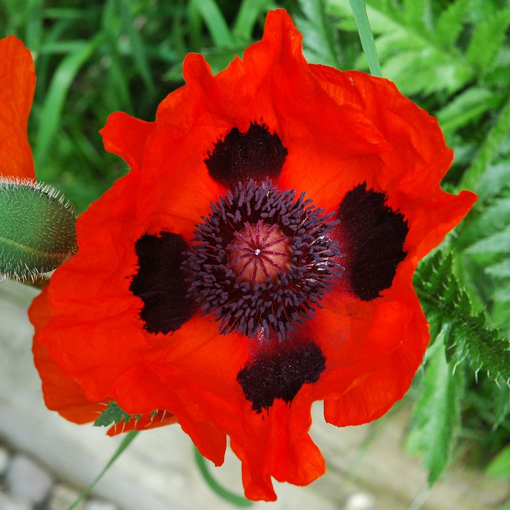 Mak wschodni 'Brilliant'