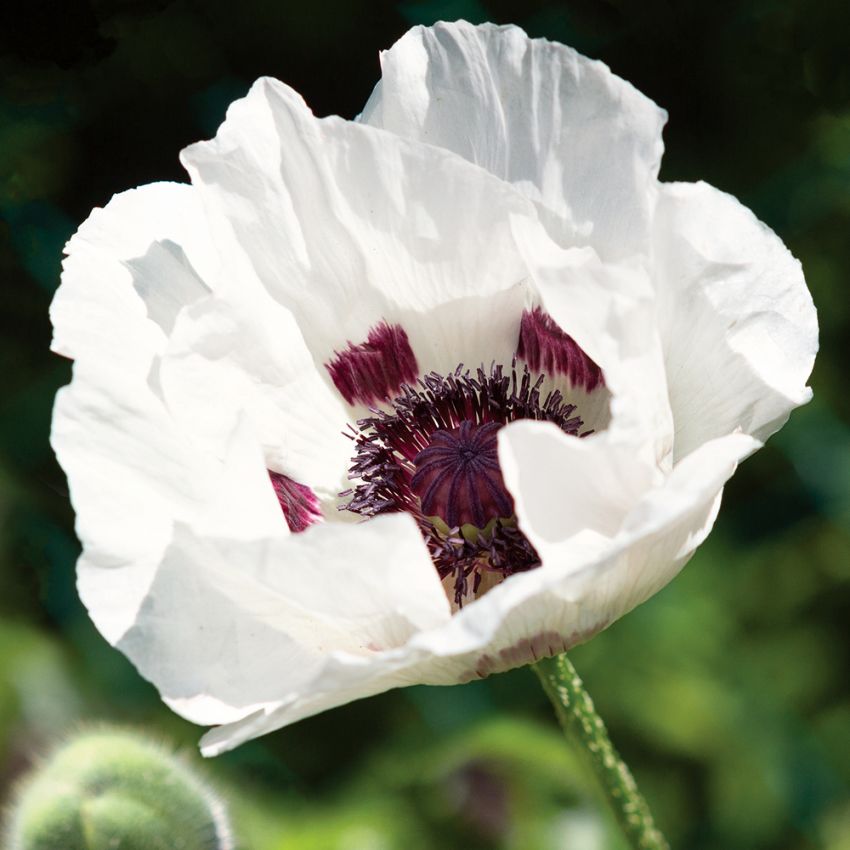 Mak wschodni 'Royal Wedding'