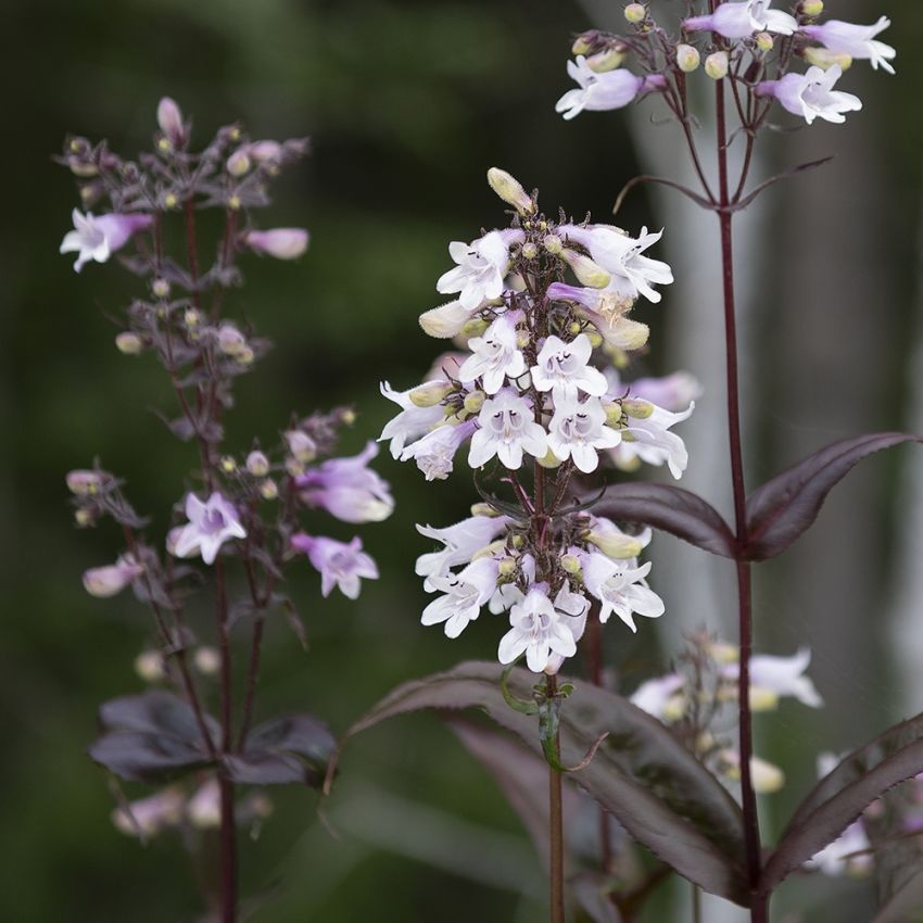 Penstemon naparstnicowaty 'Mystica'
