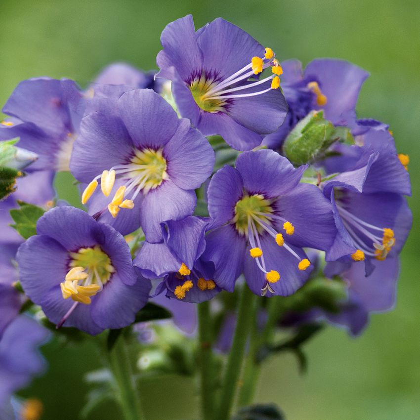 Języczka syberyjska 'Bilbo'