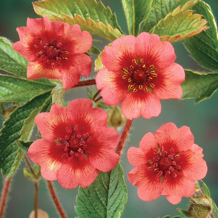 Pięciornik indyjski 'Miss Wilmott'