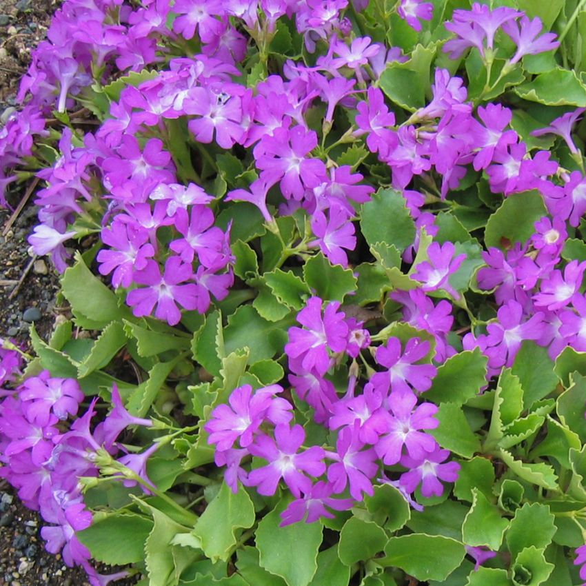 Pierwiosnek różany