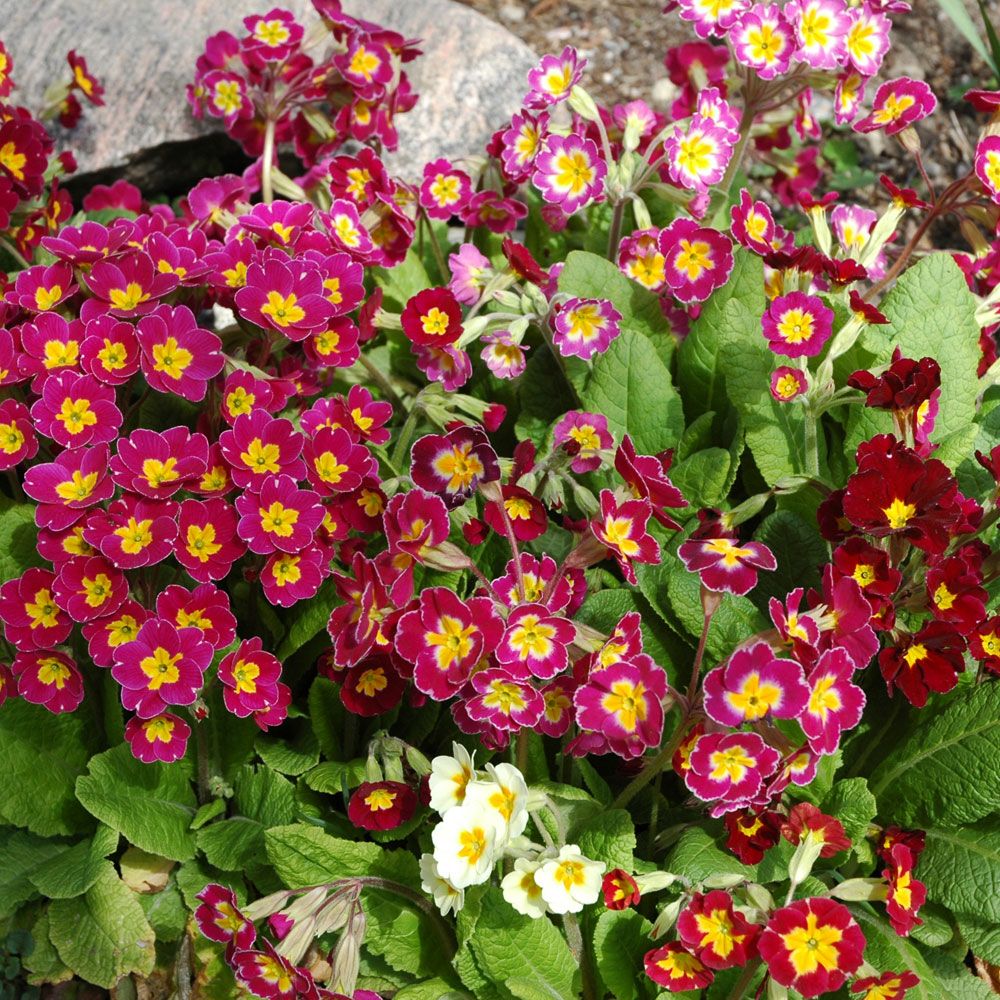 Pierwiosnek lekarski