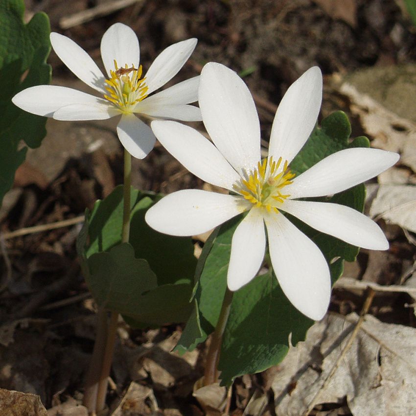 Sanguinaria kanadyjska