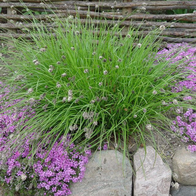 Sesleria wiosenna