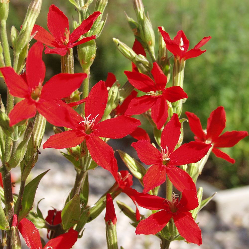 Smółka amerykańska