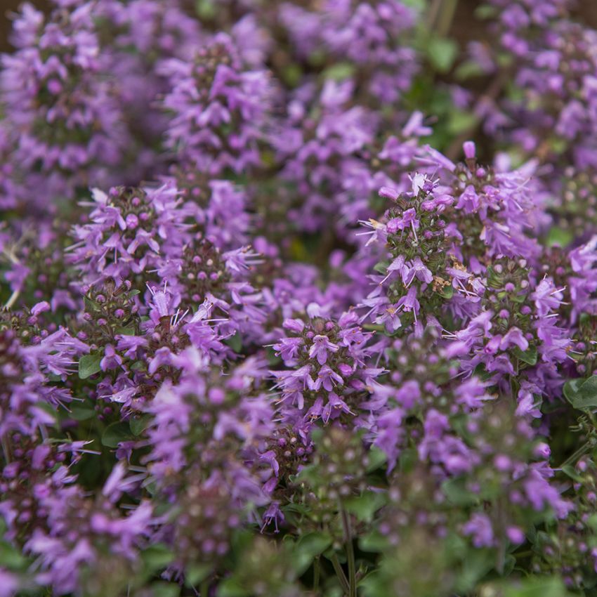 Macierzanka rumuńska