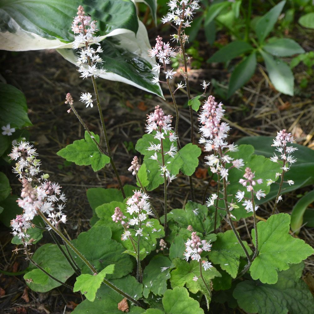 Heuchera różowa