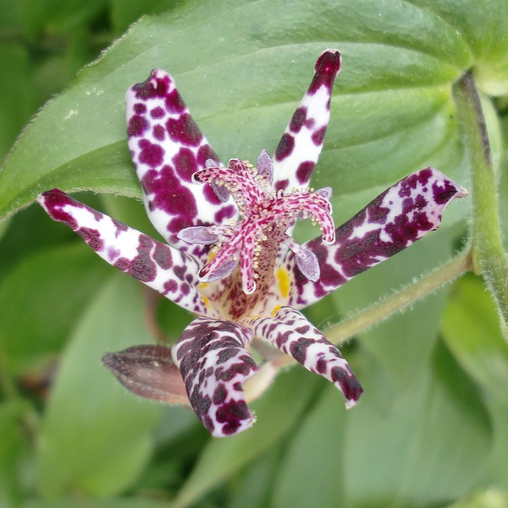 Trójsklepka owłosiona