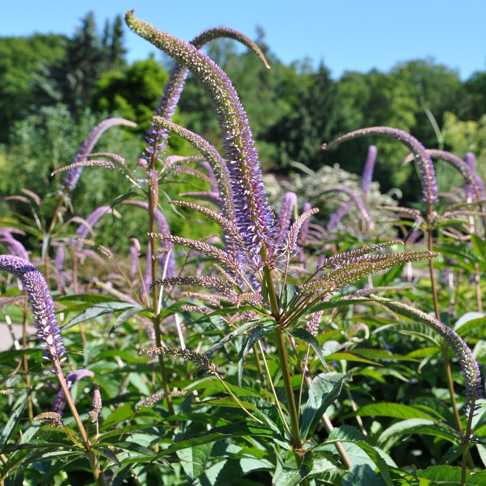 Przetacznikowiec wirginijski