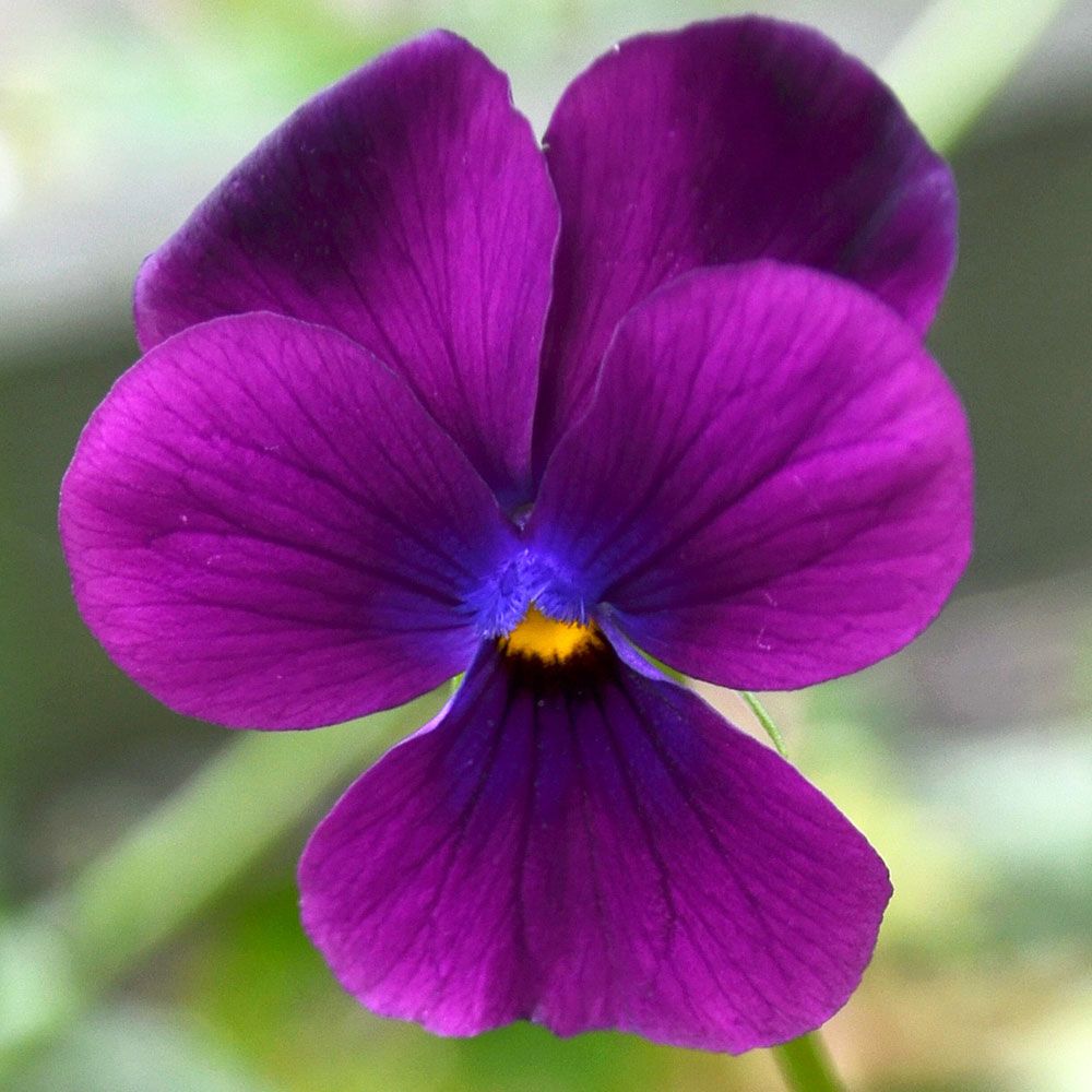 Fiołek ogrodowy 'Admiration'