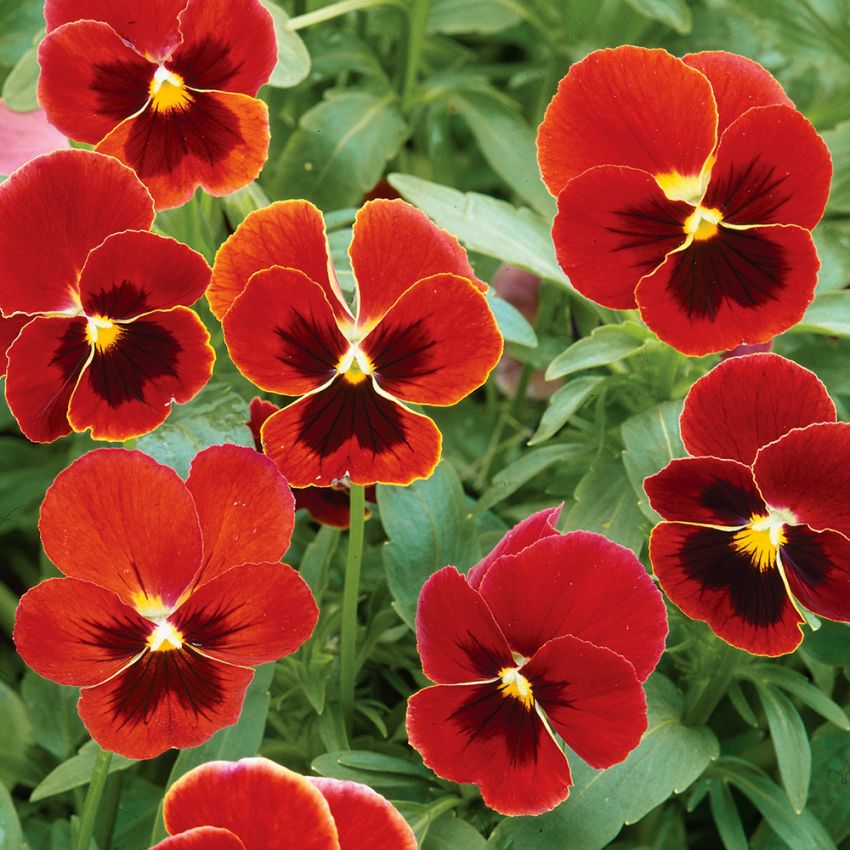 Fiołek ogrodowy 'Arkwright's Ruby'