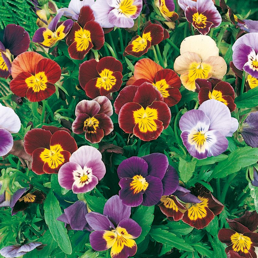 Fiołek ogrodowy 'Bambini'