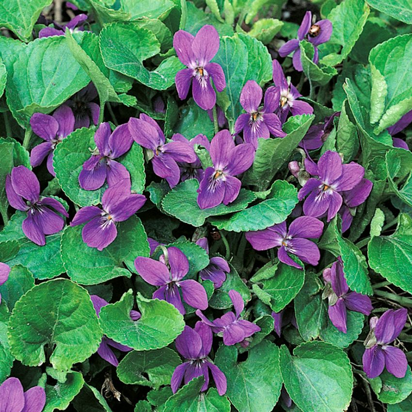 Fiołek wonny 'Queen Charlotte'