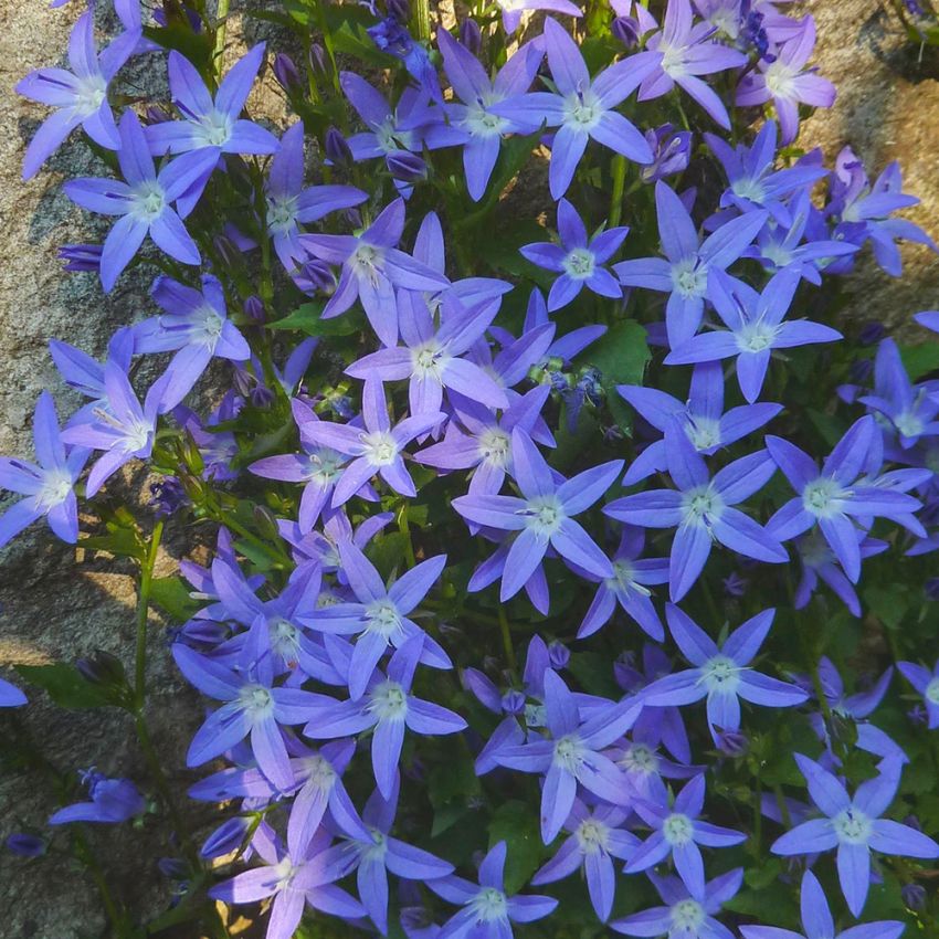 Dzwonek Poszarskiego