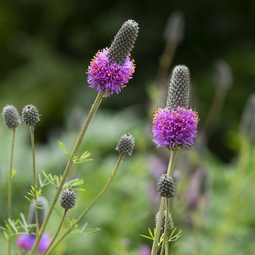 Dalea purpurowa