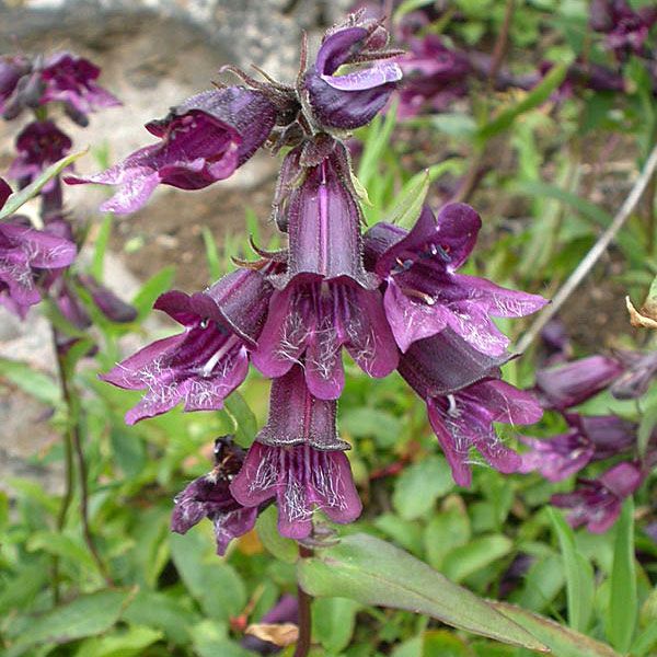 Penstemon Whipple'a 