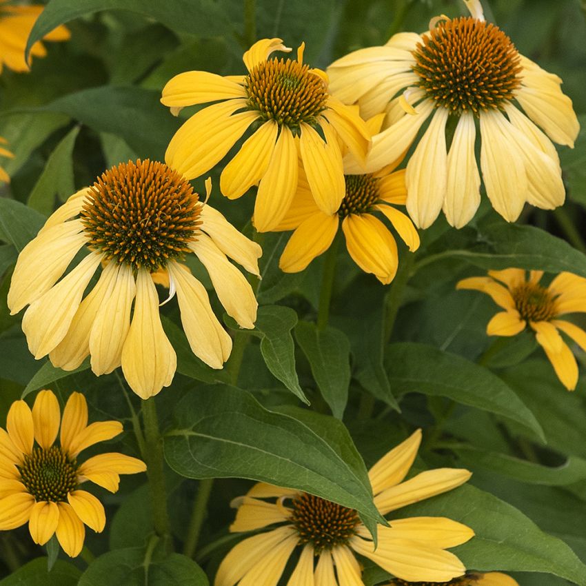 Jeżówka ‘Paradiso Yellow’