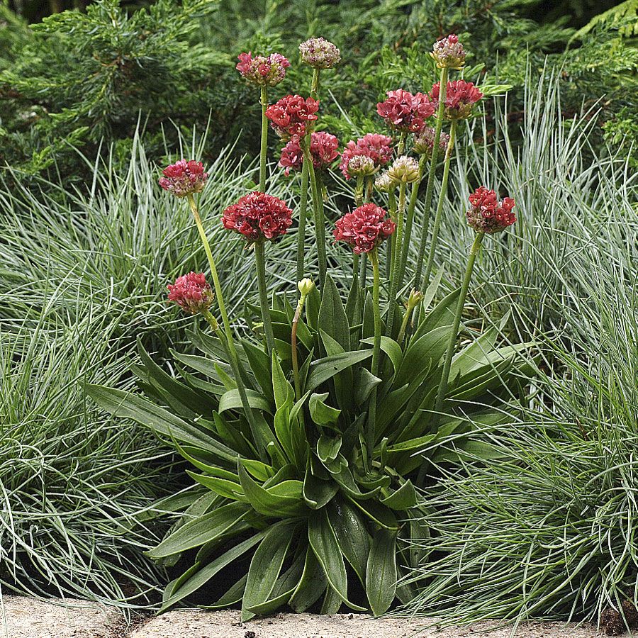Zawciąg szerokolistny 'Ballerina Red'
