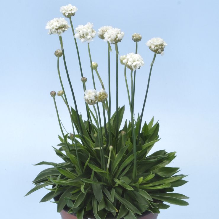 Zawciąg szerokolistny 'Ballerina White'