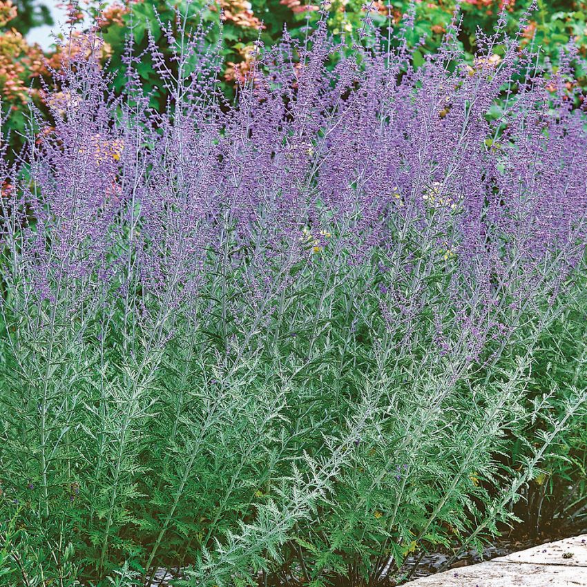 Perowskia afgańska 'Taiga'