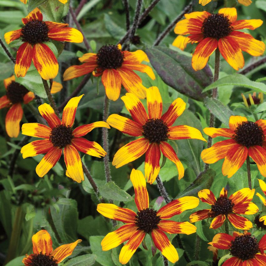 Rudbekia trójklapowa 'Prairie Glow'