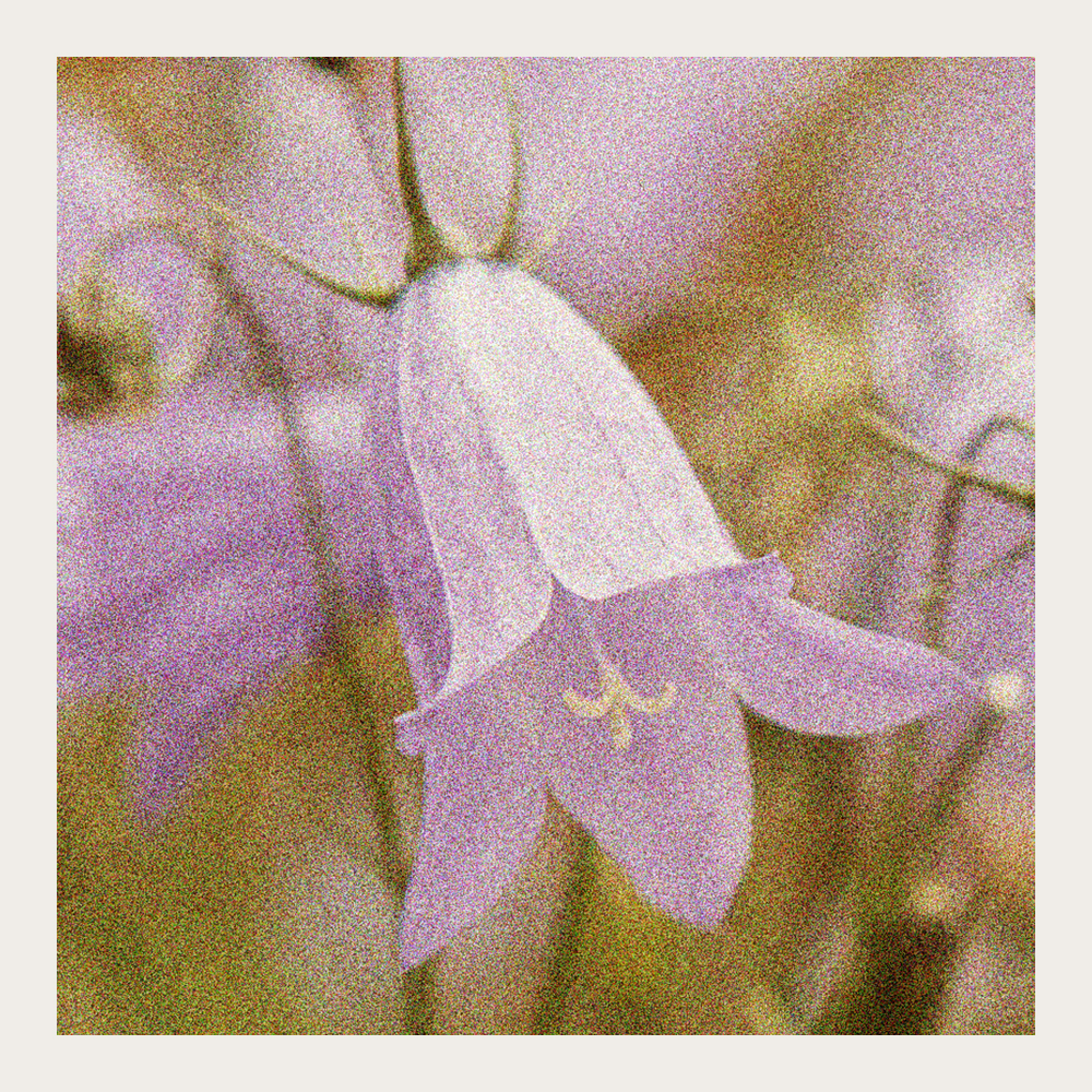 Dzwonek okrągłolistny