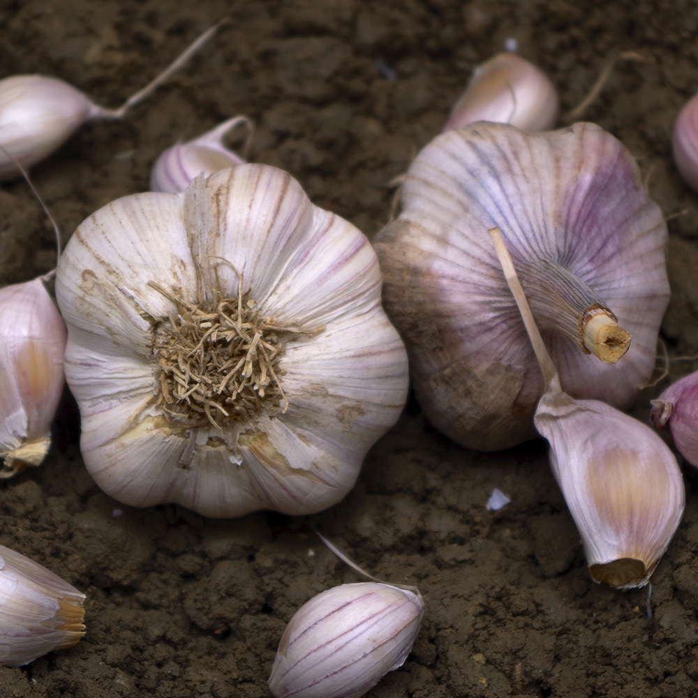 Czosnek 'Primor' 1 szt.