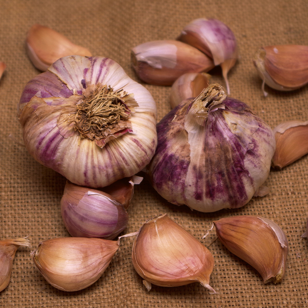 Czosnek 'Germidour' 1 szt.