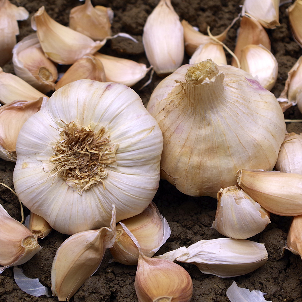 Czosnek 'Therador' 1 szt.