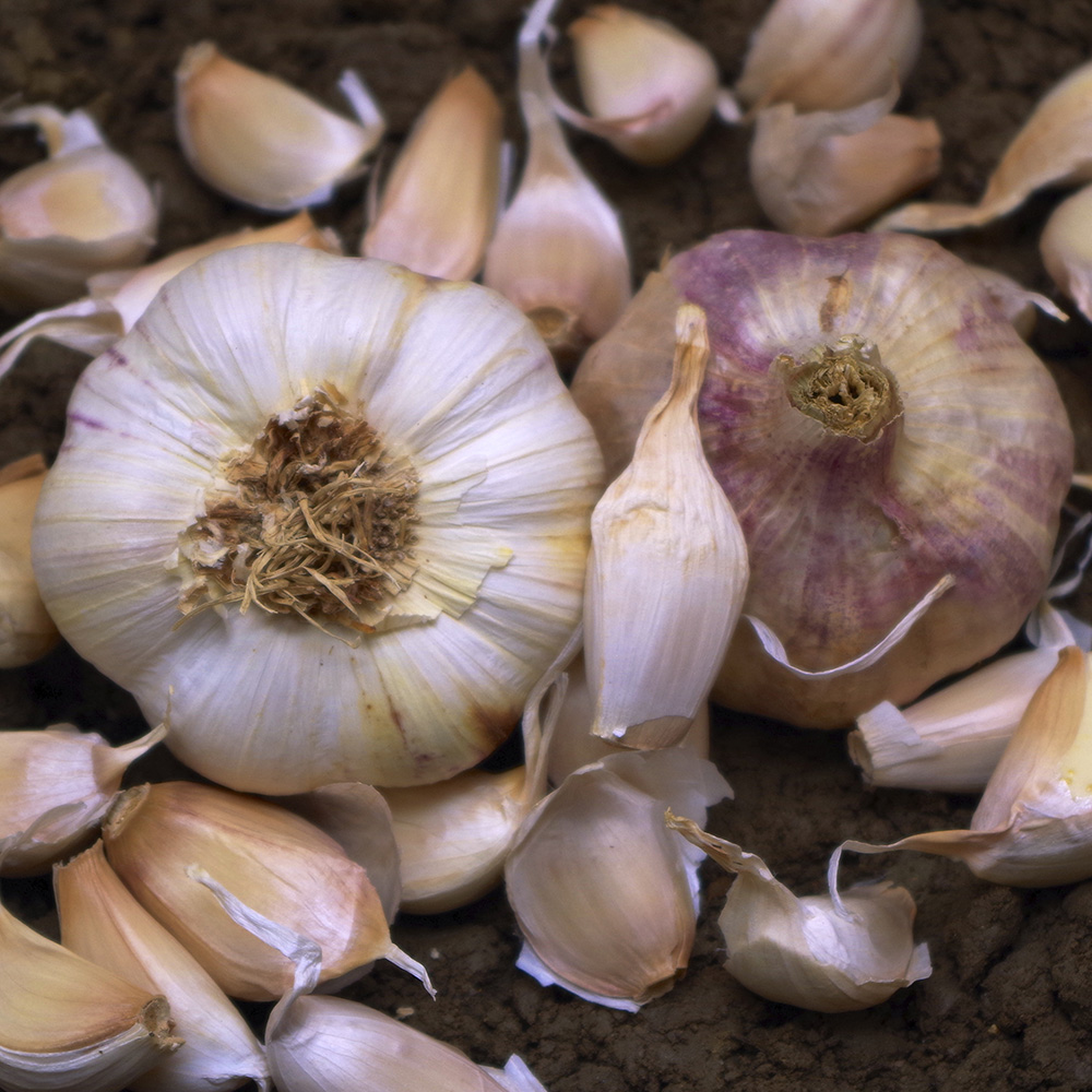 Czosnek 'Thermidrôme' 1 sztuka