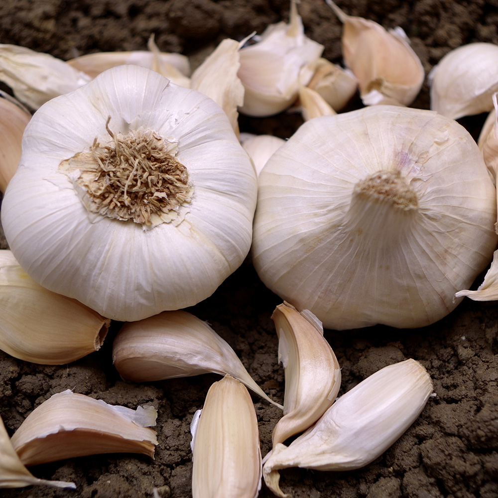 Czosnek 'Messidor' 1 sztuka