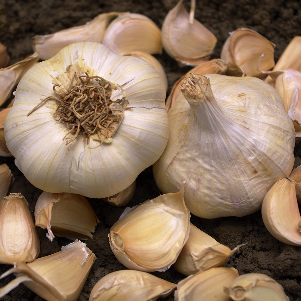 Czosnek 'Sabagold' 1 szt.