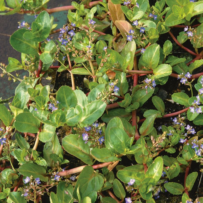 Przetacznik bobowniczek