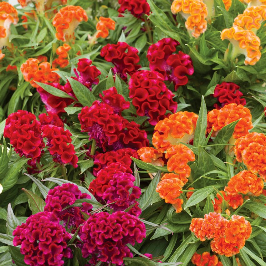 Tukan 'Ogród koralowy'