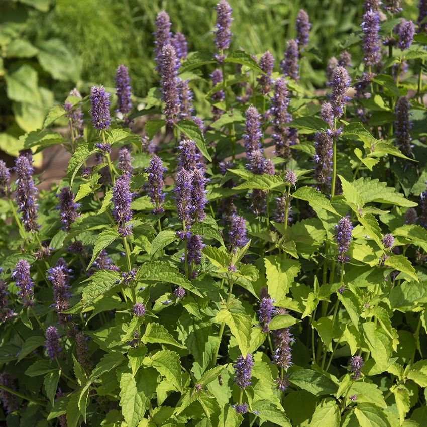 Kłosowiec pokrzywolistny ‘Coerulea’